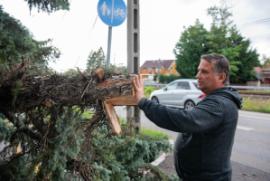 Kovács Péter polgármester a viharban kidőlt fát vizsgálja