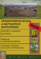 Özönnövények irtása a Mátyásföldi repülőtéren