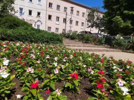 virágok a Kertvárosi Olimpikonok parkjában háttérben a polgármesteri hivatal