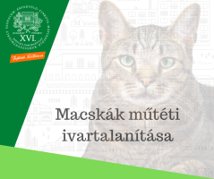 Elindult az idei macskaivartalanítási program.