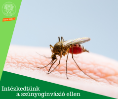 Intézkedés a szúnyoginvázió ellen