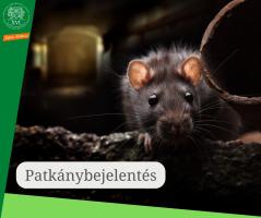 Patkány a sötétben - patkányészlelés bejelentése