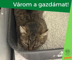 macska a kennelben - várom a gazdámat