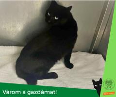 fekete macska kennelben - várom a gazdámat