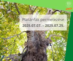 Platánfák permetezése 2025.07.07. – 2025.07.25.