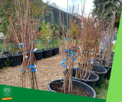 a képen a konténeres csemeték láthatóak