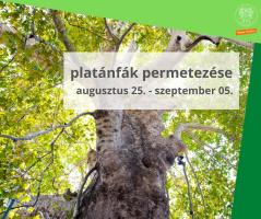 a kreatívon olvasható szöveg: platánfák permetezése, augusztus 25. - szeptember 05.