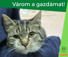 cirmos-fehér macska ölben