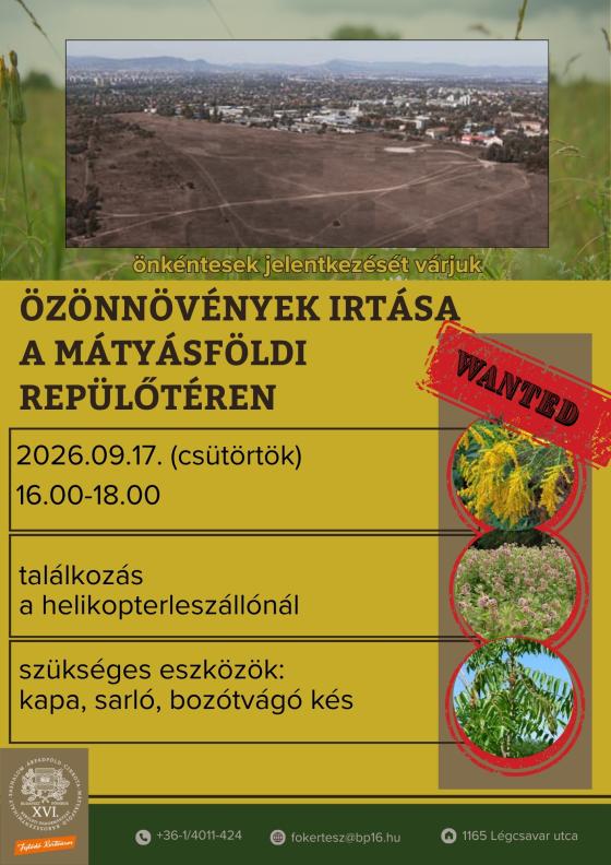 Özönnövények irtása a Mátyásföldi repülőtéren