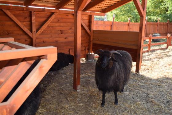 Állat a Kertvárosi Tanyaudvaron