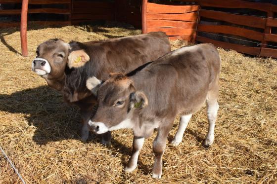 Állat a Kertvárosi Tanyaudvaron