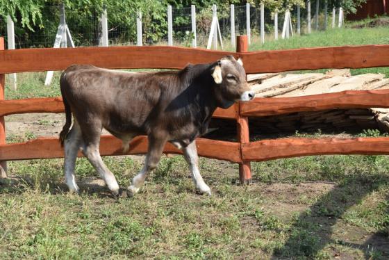 Állat a Kertvárosi Tanyaudvaron