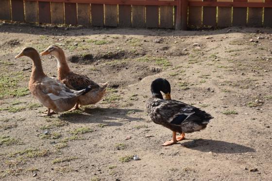 Állat a Kertvárosi Tanyaudvaron