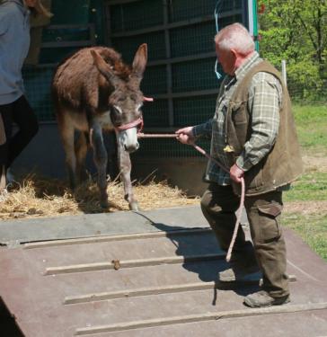 Csibike a csacsilány