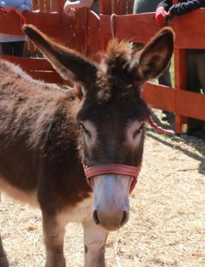 Csibike a csacsilány érkezése