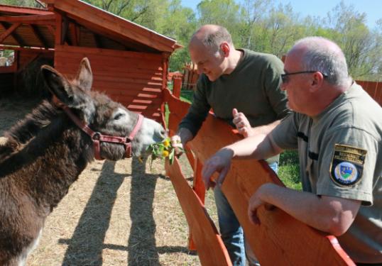 Csibike a csacsilány érkezése