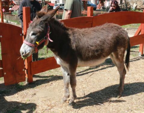 Csibike a csacsilány érkezése