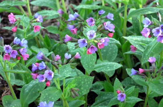 pettyegetett tüdőfű