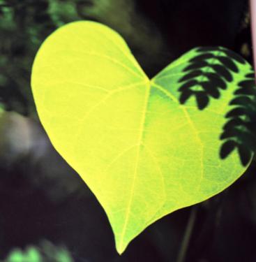 Jégtörő Mátyás (4)