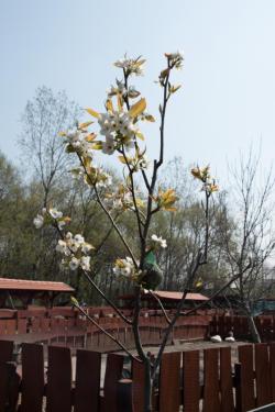 Bálint Gazda Gyümölcsöse 2