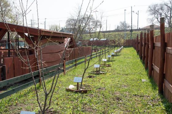 Bálint Gazda Gyümölcsöse 3