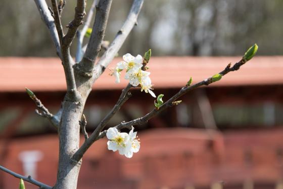 Bálint Gazda Gyümölcsöse 4