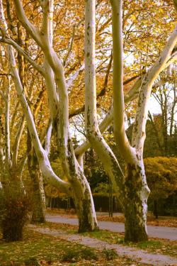 Platánsor a Pilóta utcában