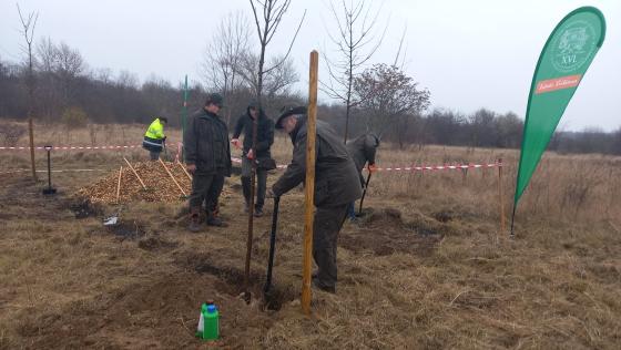 Megkezdődött az erdőtelepítés