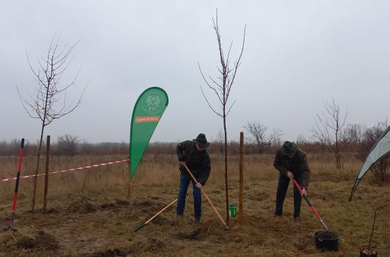 Megkezdődött az erdőtelepítés