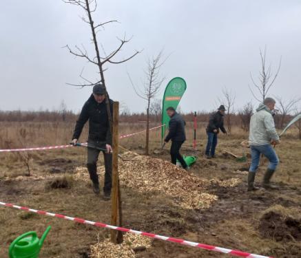 Megkezdődött az erdőtelepítés