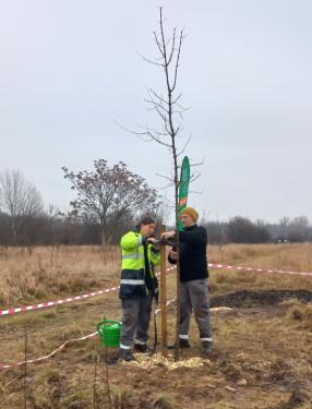 Megkezdődött az erdőtelepítés