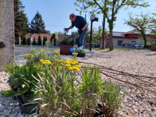 Szász József alpolgármester és Bácsi Gergely a Kerületgazda Szolgáltató műszaki vezetője zöldterületet gondoz a Georgina utca – Gazdaság út sarkán lévő egykori cinkotai zsidótemetőben