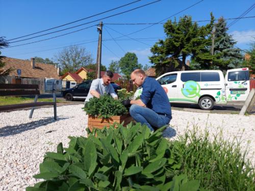 Szász József alpolgármester és Bácsi Gergely a Kerületgazda Szolgáltató műszaki vezetője zöldterületet gondoz a Georgina utca – Gazdaság út sarkán lévő egykori cinkotai zsidótemetőben