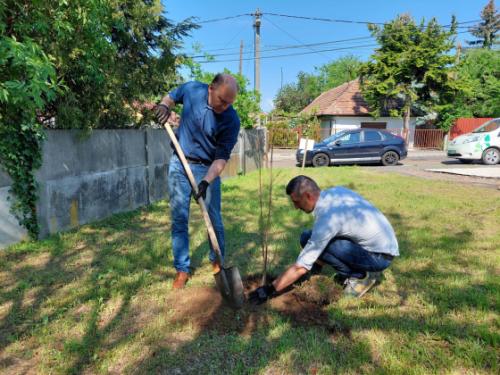 Szász József alpolgármester és Bácsi Gergely a Kerületgazda Szolgáltató műszaki vezetője zöldterületet gondoz a Georgina utca – Gazdaság út sarkán lévő egykori cinkotai zsidótemetőben