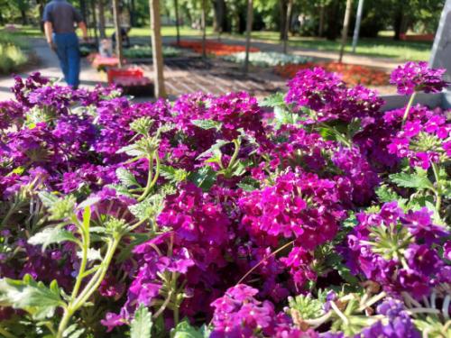virágok a Kertvárosi Olimpikonok parkjában