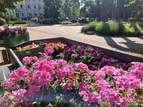 virágok a Kertvárosi Olimpikonok parkjában