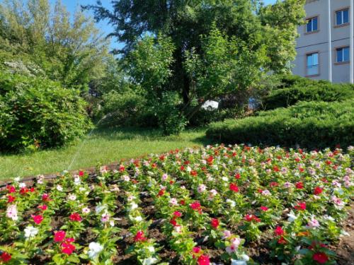 virágok a Kertvárosi Olimpikonok parkjában