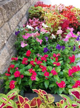 Színpompás egynyári növényeket kaptak a kerületi bölcsődék, óvodák