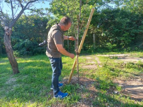 Ádám Attila főkertész ismertető táblákkal látja el a növényeket