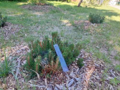 torma zsofiasetany botanikai tanösvény egyik növénye