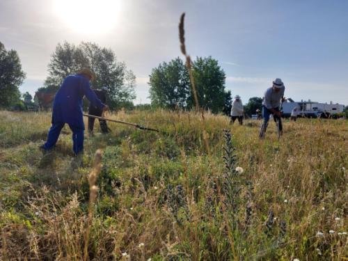 Önkormányzat lelkes munkatársai kaszálnak