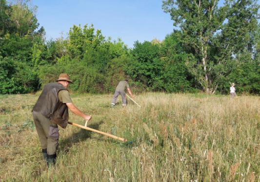 Önkormányzat lelkes munkatársai kaszálnak