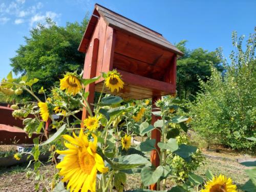 Kertvárosi Tanyaudvarban egy madáretető