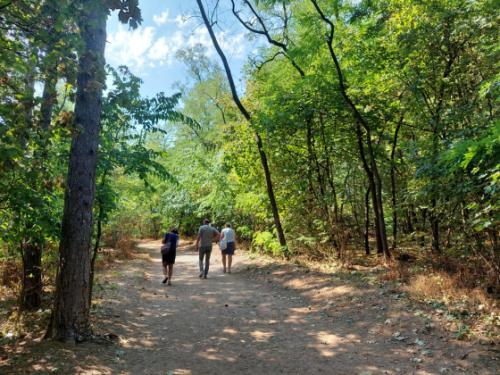 Út a kilátó felé a fák árnyékában