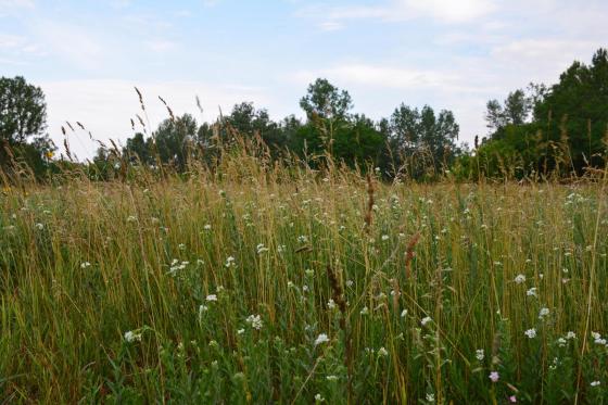 Csobaj utcai ligetes terület