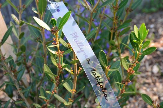 ismertető tábla a Torma Zsófia sétány mentén