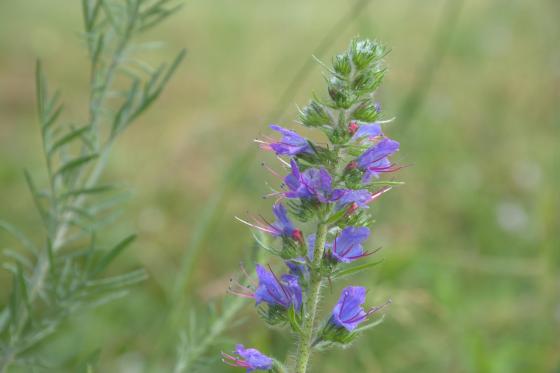 Csobaj utcai ligetes terület