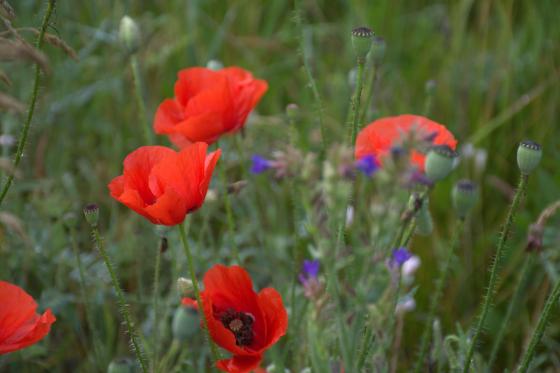 Csobaj utcai ligetes terület