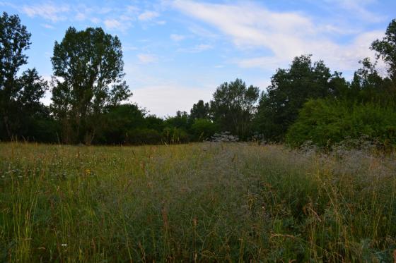 Csobaj utcai ligetes terület