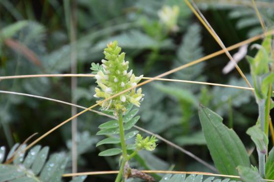 Csobaj utcai ligetes terület